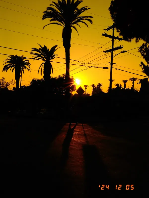 Palm trees sunset