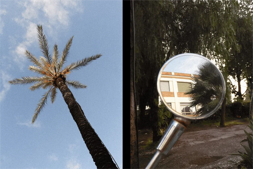 Palm tree from below